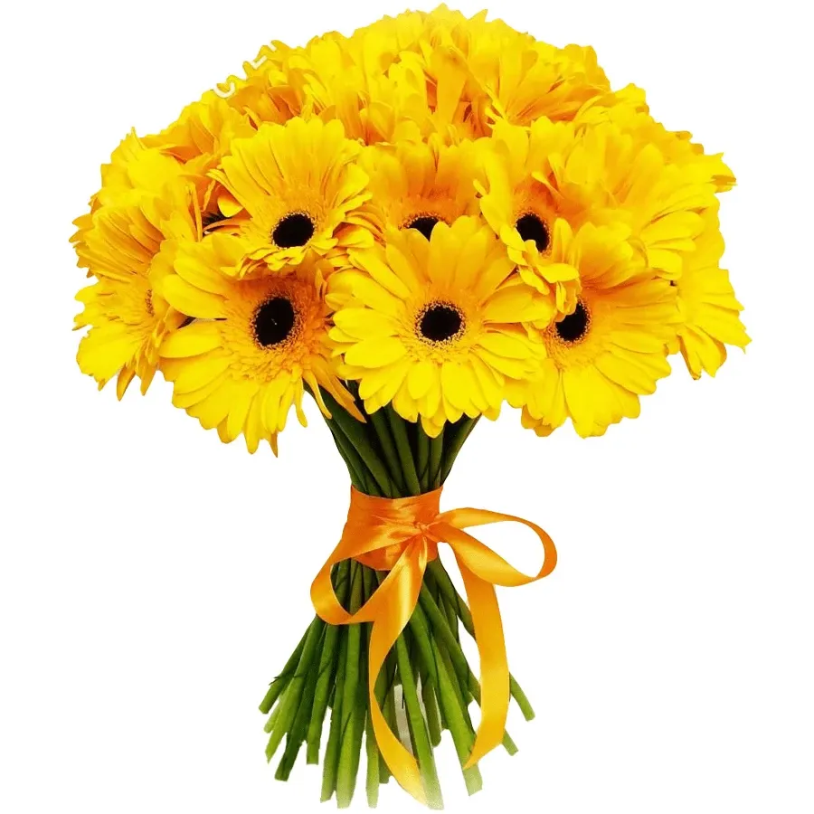 Герберы желтые
